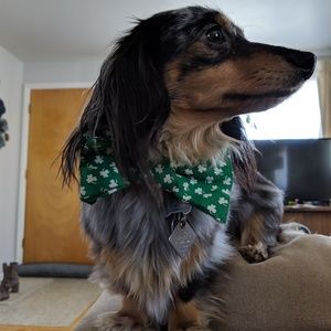 Meet your Posher, Dylan